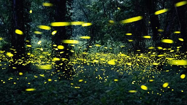 Insektenleuchten Toplitzsee