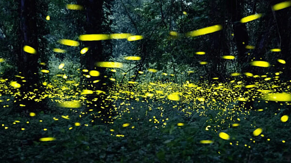 Insektenleuchten Toplitzsee